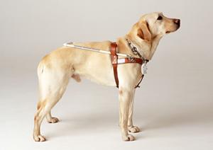 中之島で評判の良い歯医者を徹底比較！安心・衛生・信頼のクリニック選びガイド